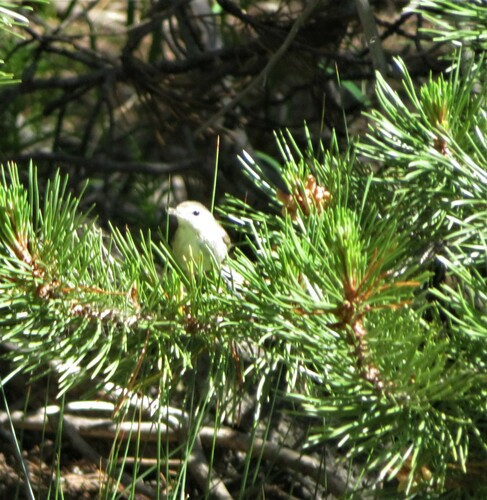 iNaturalist observation photo of White-breasted Nuthatch