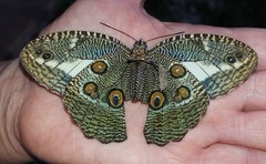 Dasyophthalma creusa