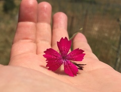 Dianthus viscidus