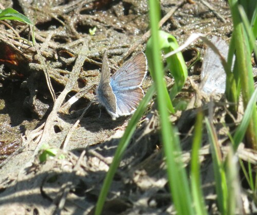 iNaturalist observation photo of Icaricia