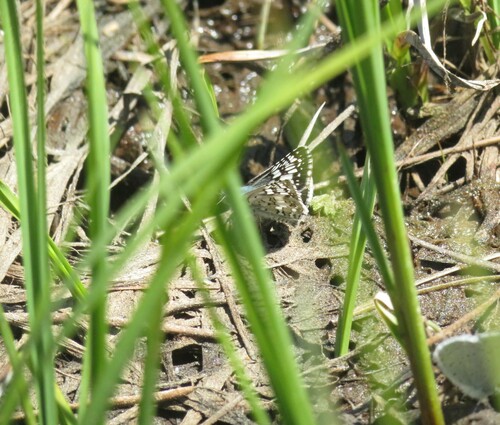 iNaturalist observation photo of Common Checkered-Skipper