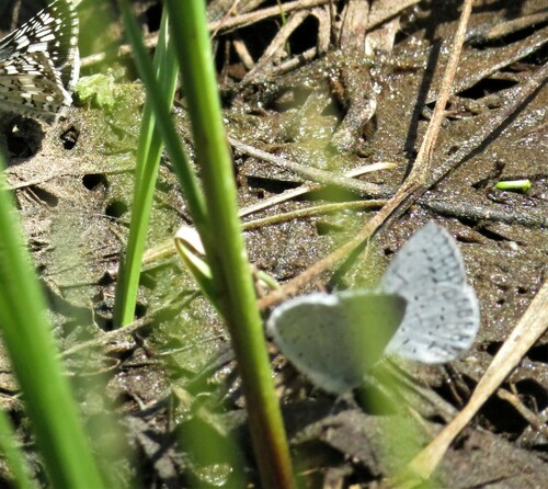 iNaturalist observation photo of Echo Azure