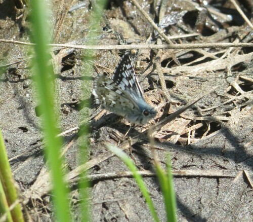iNaturalist observation photo of Common Checkered-Skipper