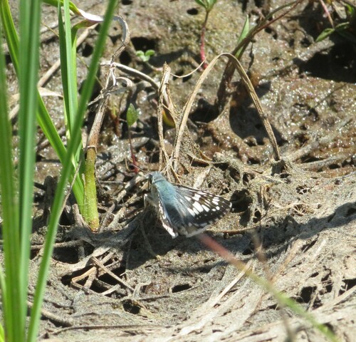 iNaturalist observation photo of Common Checkered-Skipper