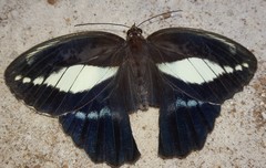 Dasyophthalma creusa