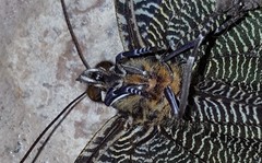 Dasyophthalma creusa