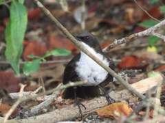 Ramphocinclus brachyurus brachyurus