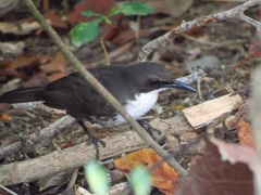 Ramphocinclus brachyurus brachyurus