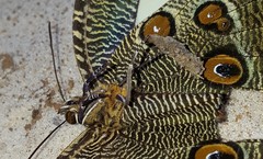 Dasyophthalma creusa