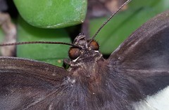 Dasyophthalma creusa