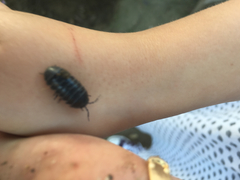 Armadillidium vulgare
