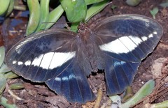 Dasyophthalma creusa