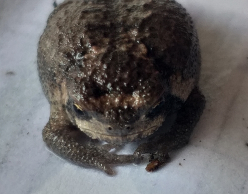 Cape Mountain Frog, Breviceps montanus
