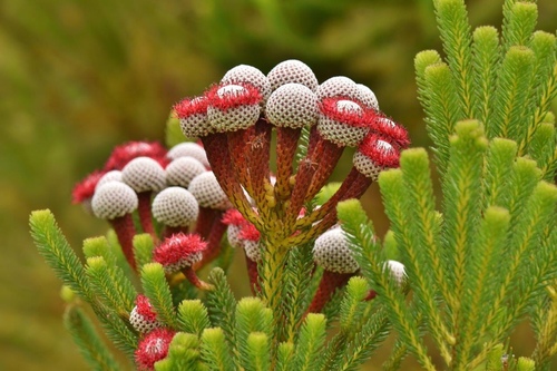 Berzelia stokoei (E.Phillips) A.V.Hall