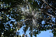 Tillandsia juncea