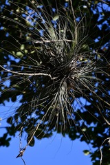 Tillandsia juncea