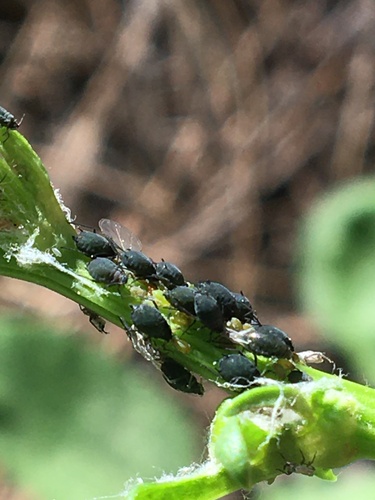 iNaturalist observation photo of Aphids