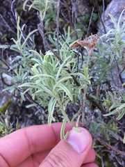 Castilleja grisea
