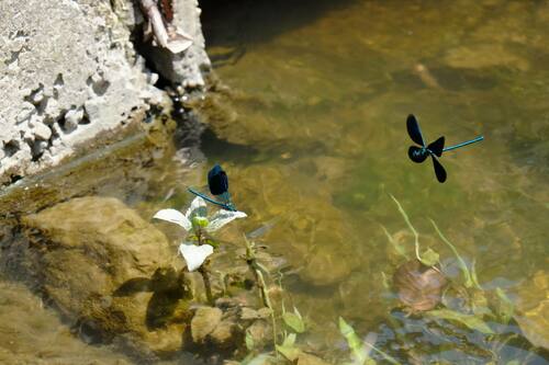 Banded demoiselle