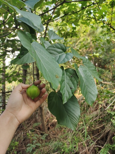 tung oil tree