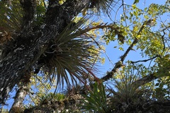 Tillandsia rodrigueziana