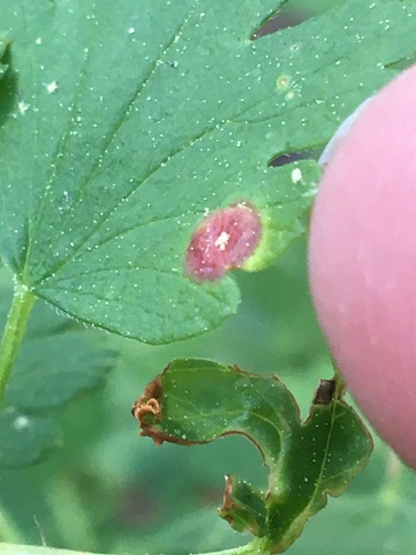 iNaturalist observation photo of Blaesodiplosis