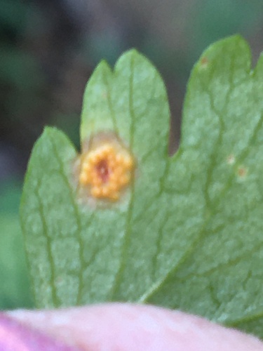 iNaturalist observation photo of Blaesodiplosis