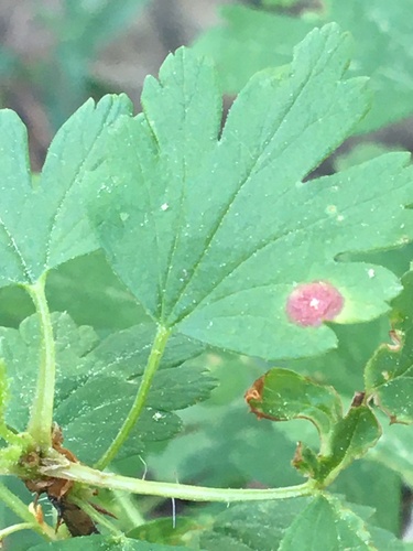 iNaturalist observation photo of Blaesodiplosis
