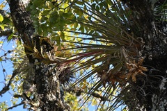 Tillandsia rodrigueziana