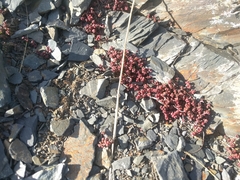Sedum brevifolium