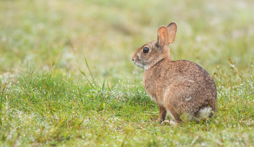 New England Cottontail photographed in Maine