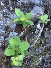 Munzothamnus blairii