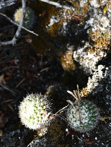 Mammillaria voburnensis