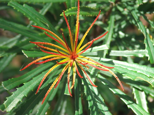 Image of Banksia aquilonia by (c) coenobita, some rights reserved (CC BY)