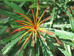 Banksia aquilonia