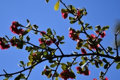 Wimmeria microphylla