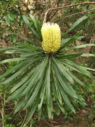 Image of Banksia aquilonia by (c) coenobita, some rights reserved (CC BY)