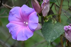 Ipomoea orizabensis austromexicana