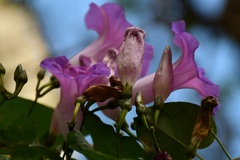 Ipomoea orizabensis austromexicana