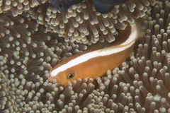 Amphiprion sandaracinos