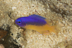 Pomacentrus auriventris