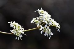 Euphorbia leucocephala