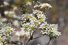 Euphorbia leucocephala