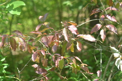 Cornus foemina