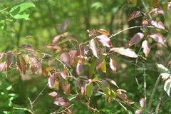 Cornus foemina