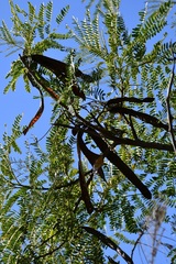 Leucaena shannonii