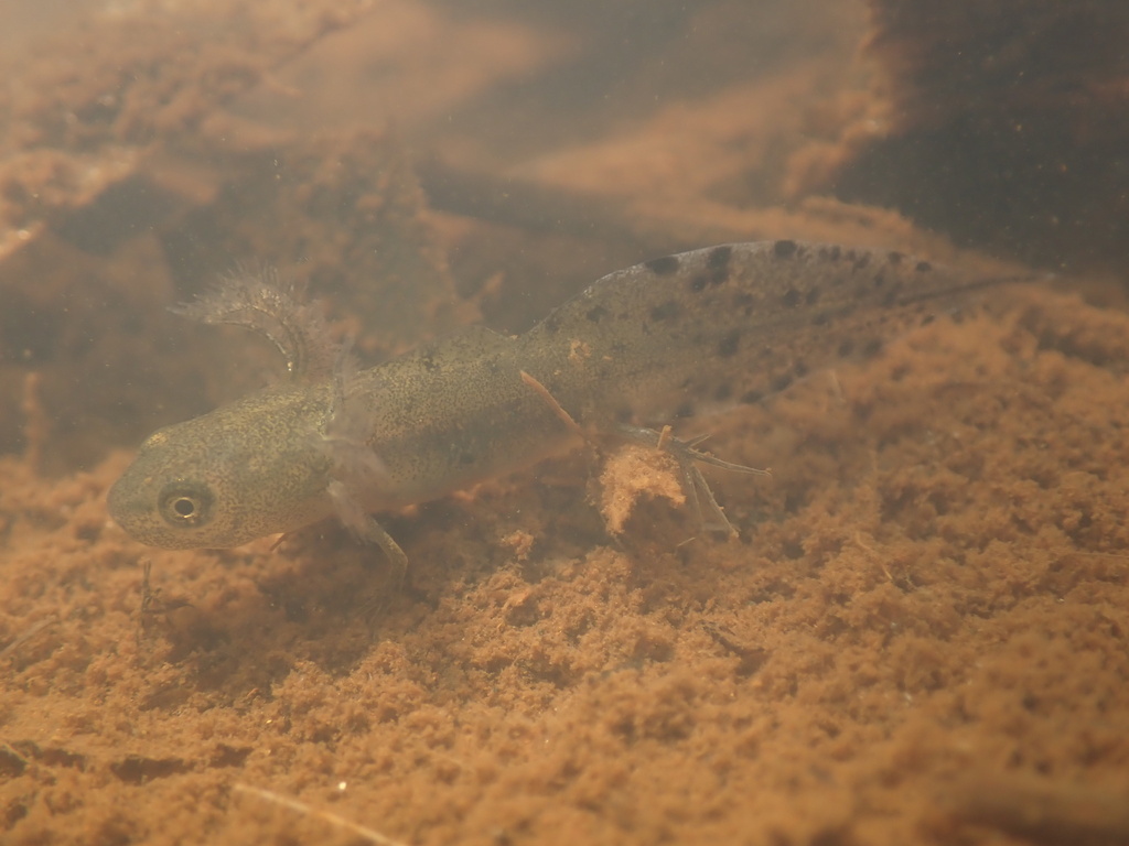 Great Crested Newt from Ainsdale Ward, Sefton, England, GB on July 8 ...