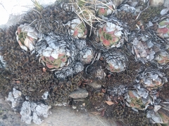 Sempervivum vicentei