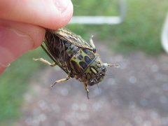 Amphipsalta cingulata