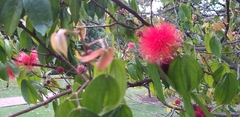 Calliandra trinervia